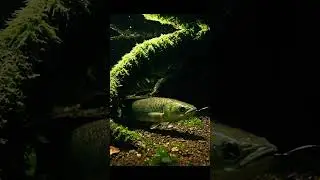 🐟RARE Fish Found! 😲 Amazon Forest Lake SECRETS Revealed! #shorts #amazonrainforest