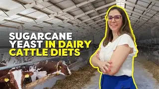 Dr. Melina Bonato: Yeast in Ruminant Nutrition