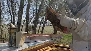 First Spring Inspection of 2 Layens Hives March 22, 2025
