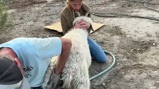 Trimming angora goat hooves - learning from our friend who is a farrier 