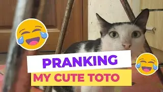 🚪 &ldquo;Let Us Out!&rdquo; &mdash; When Cats Can&rsquo;t Open the Door and Lose Their Minds 😂
