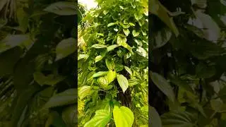Betel leaf wine 💚 #shortvideo