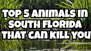 Florida's Most Dangerous Wildlife - Stay Away!