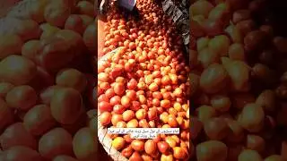 Sabzi Mandi Islamabad Vegetable Tomato 🍅 Today Rate l muhammadshoaibvlogs #vegetables #today #shorts