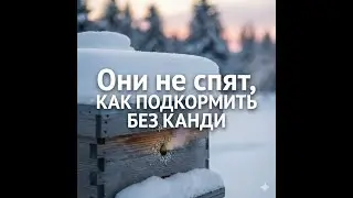 зимовка пчёл, контроль кормов, подкормка без канди