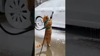 Car wash cat#shorts