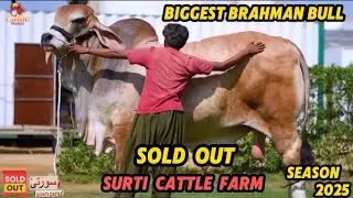 CATTLE STATION KA BIGGEST BRAHMAN BULL SEASON 2025 🥰 | SOLD OUT SURTI CATTLE FARM | S4SIDDIQUE