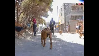 Как мы тренируем наших собак, выгуливая их без поводка в Blackman k9 (Dog Tv Kenya, выпуск 45)