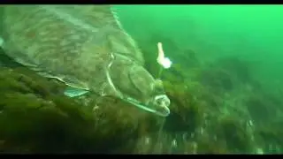 Fladfiskeri p&aring; Storeb&aelig;lt med Waterwolf
