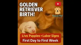Golden Retriever Gives Birth to 10 Puppies | First Day to First Week!