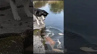 Cat uses bread to feed hungry fish while husky watches in disbelief 😂  #funny #babyanimal #cute