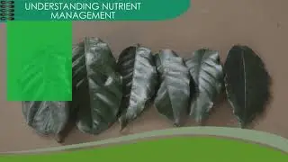 Understanding Nutrient Management