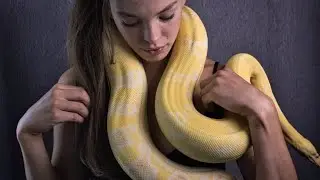 Boa Constrictors For Beginners !!!