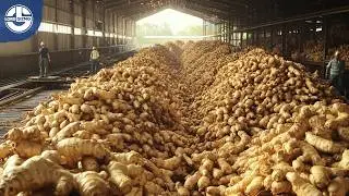From Farm to Factory: The Mind-Blowing Journey of Ginger Powder!