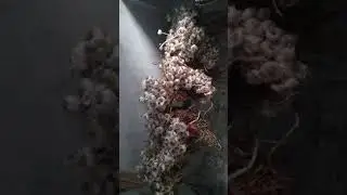 Prevent garlic from rot