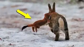 Tiny but Deadly: The Smallest Predators on Earth