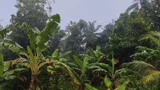 Gentle Forest Rain Sounds &mdash; Only for Those Who Want to Relax, Unwind, and Drift Into Sleep