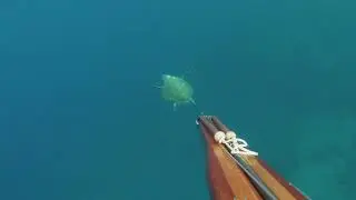 VIDEO TARTARUGA KYTHIRA GRECIA 2019