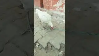 #aseelheera Zoo Entertainment