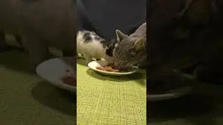 Cute cats eat sprat in tomato sauce Mukbang asmr | Animals 310
