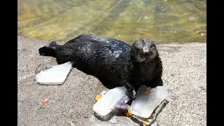 Otter Love Summer - Sea Otter Ice Treat Enrichment