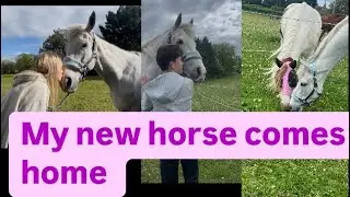 MY NEW HORSE COMES HOME