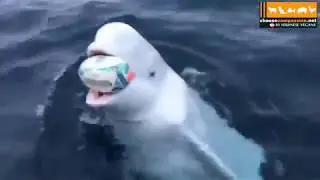 PLAYING BALL IS SO ANIMAL! Animals love playing ball