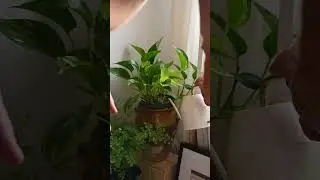 Money Plant Watering In Pot|Pakistan Gardening Point |Money Plant Variety | #moneyplant #greenplant