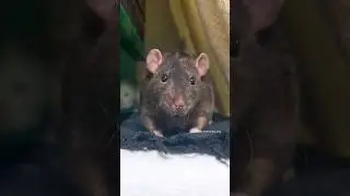 Cheerful Duke 🐭 #petrat #rats