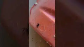 Don't mess with a Black Spider.