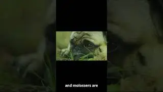 The peruvian pug #peru #pug #dog #america #nativeamerican