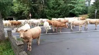 Kühe alleine unterwegs beim Gasthof Kalte Küche. Teil 2