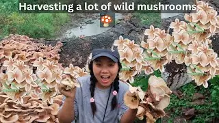 Naga lady Harvesting wild mushrooms😱😱Summer mushroom is delicious 🤤/Northeast vlogs/ India/Nagaland