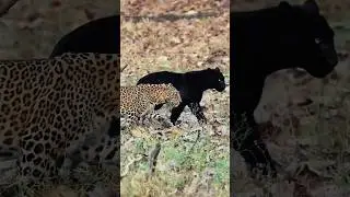 This happened when the black panther and the cheetah fell in love. #shorts