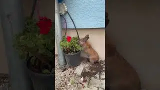 #rabbit#zajec#top#small