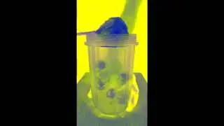5 Star Oreo Milkshake Shorts In G Major 2