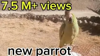 New 🦜Parrot Entry 🦜| Intelligent Green🦜 Parrot 🦜Amazing Video🦜