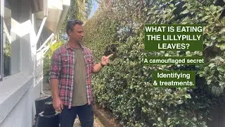 WHAT IS EATING YOUR LILLYPILLY PLANT. The hidden issue. Identifying and treatments.