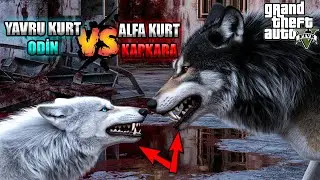 YAVRU KURT ODİN ALFA KURT USTURA İLE D&Ouml;V&Uuml;Ş&Uuml;YOR!? - GTA V KURTUN HAYATI