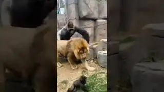Silverback Gorilla vs. Lion: ZOO FIGHT! 🦍🦁💥 (Caught on Camera)