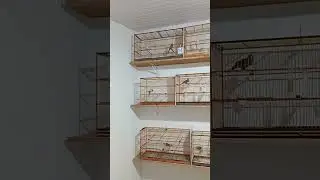 Comportamento dos filhotes, manejo aplicado #passaros 