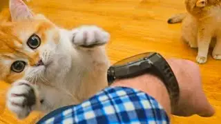 The Most Affectionate Kittens Ever! 😻 They Can't Live Without Cuddles