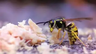 Common wasps (Vespula vulgaris) on tuna