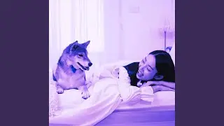 Mellow Ambiance for Stress Free Hound