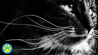 Why Do Cats Have Whiskers?