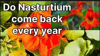 How to Grow, Harvest, and Enjoy Nasturtium Flowers|| Do Nasturtium come back every year|| motivation