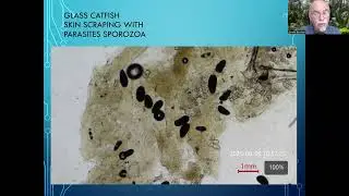 Fish disease case nr. 338 Kryptopterus Glass Catfish with Sporozoa infection looks like Oodinium