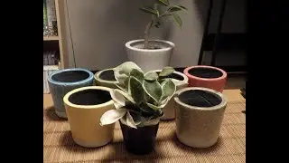 [観葉植物]ボタニカルソイルを使ったホヤ・カルノーサ・バリエガータ（リップカラー）の植え替え