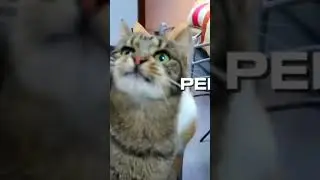canoooon