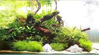 In-Store 60cm Nature Aquarium by Dave Pierce